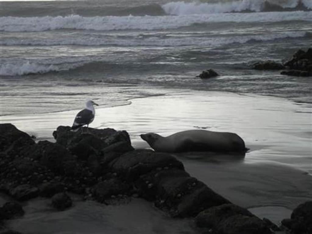 Ferienwohnung 'Luxury Oceanfront Penthouse With Pools, Jacuzzis And Spectacular Ocean Views' Rosarito Exterior foto